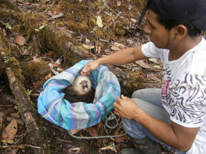 Two-toed Sloth release