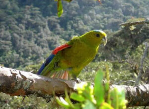 Fuertes’s Parrot in rainforest habitat, Colombia
