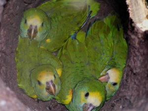 Yellow-shouldered Parrot chicks