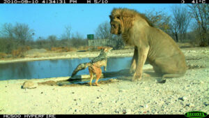 Winning photograph in Camera-trap Photo of the Year competition 2011