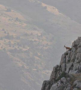 Bezoar goat in Caucasus Wildlife Refuge, Armenia