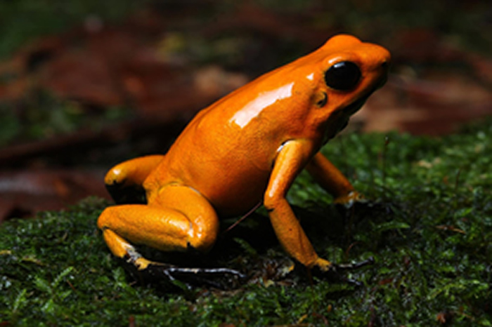 Golden Poison Frog (Phyllobates terribilis)