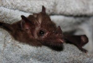 Common Hairy-legged Long-tongued Bat (Anoura caudifer)
