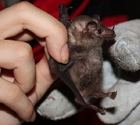 The common Hairy-legged Long-tongued Bat