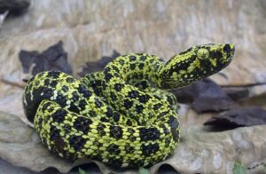 Venomous snake in the eastern Andes of Ecuador