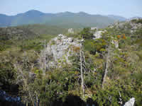 El Oregano Reserve