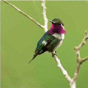 Esmeraldes Woodstar hummingbird in rainforest habitat