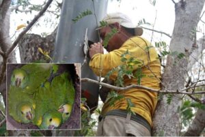 Ranger looking after Yellow-shouldered Parrot chicks