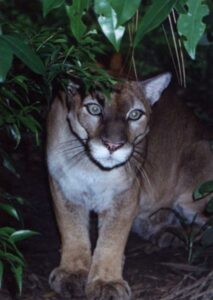 Pumas are protected in the new reserve