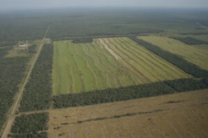 Deforestation in the Chaco-Pantanal, Paraguay