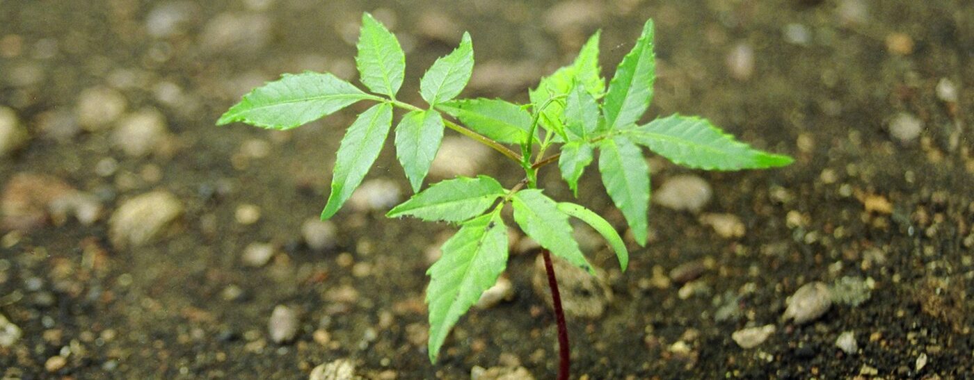 seedling cerro blanco