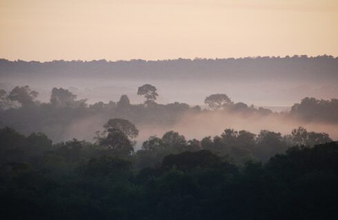 Atlantic Rainforest, Paraguay