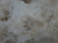 Caucasian Leopard footprint