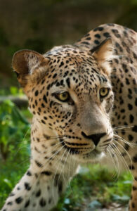 Caucasian Leopard