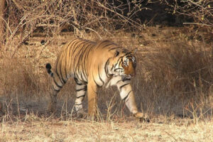 Tiger in a reserve in India