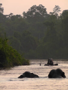 Elephants swimming in Borneo