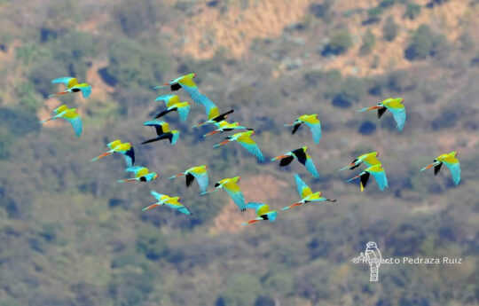Military Macaws flying over forests in Mexico