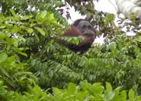 Orang-utan building a nest