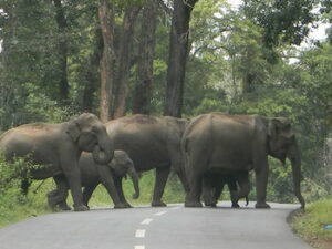 Elephant encounter in the Tirunelli-Kudrakote corridor