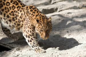 An extra 741 acres of Caucasian Leopard habitat saved