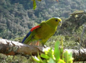 Fuertes's Parrot