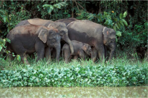 Pygmy Elephants on the bank of the Kinabatangan River