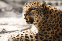 Caucasian leopard bares its fangs. © Vasiliy Koval / Shutterstock.com