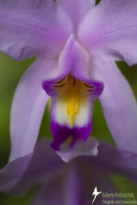 Rare orchid Laelia anceps
