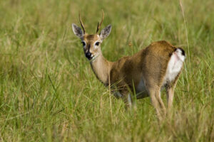 Pampas Deer in Barba Azul Nature Reserve, Bolivia