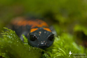 Salamander (Pseudoeurycea belli). © Roberto Pedraza Ruiz.