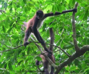 Rainforest protection in Belize: a conservation success