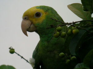 Yellow Headed Parrot (Amazona oratrix)