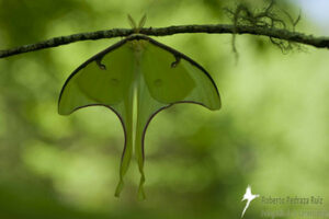 Picture of a Luna Moth photographed in Sierra Gorda, Mexico