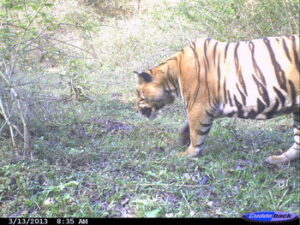 Camera-trap picture of healthy, adult male tiger in Kottapady in March 2013