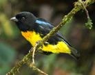 Photograph of Black-and-gold Tanager (Bangsia melanochlamys)
