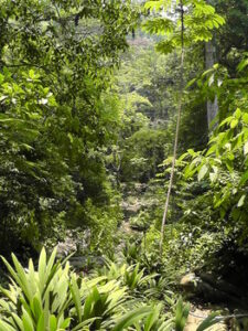 Photograph of rainforest in Guatemala's Cerro San Gil Reserve