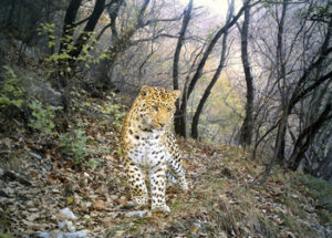 Camera-trap image of leopard on a leopard path