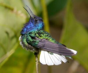 Photograph of White-necked Jacobin in Buenaventura Reserve