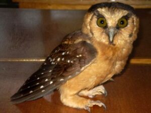 Photograph of Buff-fronted Owl in Urraca Lodge, Jorupe
