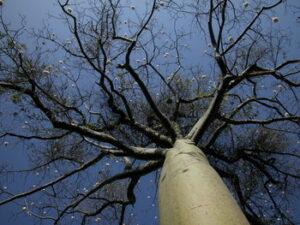 Photograph of a Ceiba tree in Laipuna reserve