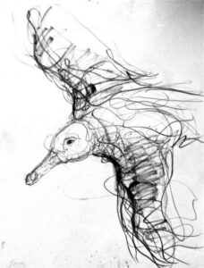 Jason Gathorne Hardy's drawing Herring Gull on the Wing