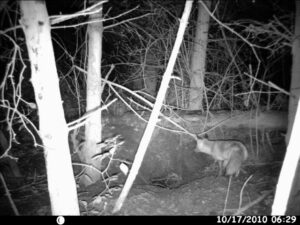 Camera-trap image of a fox watching a badger sett by Richard Carr.