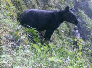 Photograph of mountain tapir in EcoMinga reserve, Ecuador