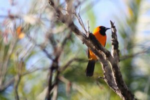Photograph of an Orange-backed Troupial by Steven Mcgee-Callender