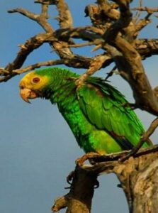Photograph of a Yellow-shouldered Parrot