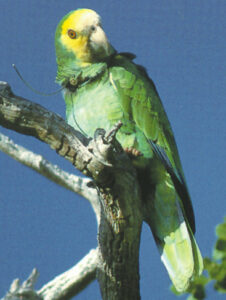 Photograph of Yellow-shouldered Parrot showing radio collar