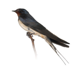 Photograph of a swallow by Eric Isselee / Shutterstock