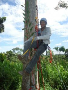 Photograph of Keeper of the Wild José Manchay tree climbing in the Laipuna reserve.