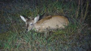 Photograph of a Pampas Deer in the grass. © Kirsty Godsman.