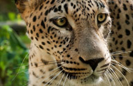 Caucasian Leopard © Misad Dreamstime.com